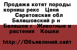 Продажа котят породы корниш-рекс › Цена ­ 5 000 - Саратовская обл., Балашовский р-н, Балашов г. Животные и растения » Кошки   